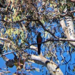 Alisterus scapularis at Colac Colac, VIC - suppressed