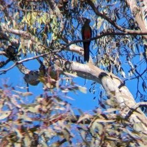 Alisterus scapularis at Colac Colac, VIC - suppressed