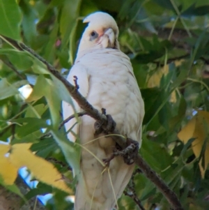 Cacatua sanguinea at Colac Colac, VIC - suppressed