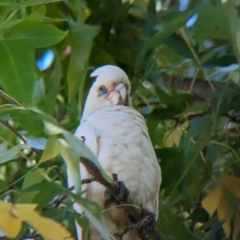 Cacatua sanguinea at Colac Colac, VIC - suppressed