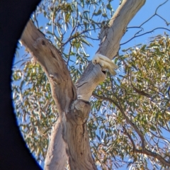 Cacatua sanguinea at Colac Colac, VIC - 20 Apr 2024