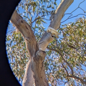 Cacatua sanguinea at Colac Colac, VIC - 20 Apr 2024