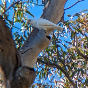 Cacatua sanguinea at Colac Colac, VIC - 20 Apr 2024