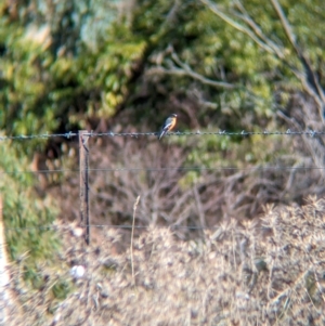 Petroica phoenicea at Tintaldra, VIC - suppressed