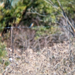 Petroica phoenicea at Tintaldra, VIC - 21 Apr 2024