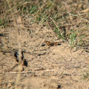 Junonia villida at Bringenbrong, NSW - 21 Apr 2024