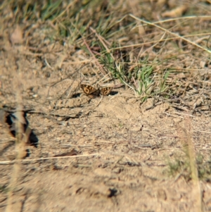 Junonia villida at Bringenbrong, NSW - 21 Apr 2024