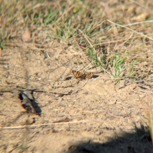 Junonia villida at Bringenbrong, NSW - 21 Apr 2024