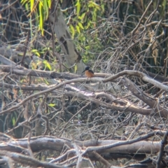 Ceyx azureus (Azure Kingfisher) at Albury - 23 Apr 2024 by Darcy