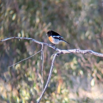 Petroica boodang (Scarlet Robin) at Corry's Wood - 24 Apr 2024 by Darcy