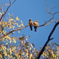 Artamus cyanopterus (Dusky Woodswallow) at Chiltern, VIC - 25 Apr 2024 by Darcy