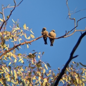 Artamus cyanopterus at Chiltern-Mt Pilot National Park - 25 Apr 2024