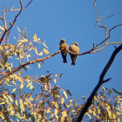 Artamus cyanopterus cyanopterus (Dusky Woodswallow) at Chiltern, VIC - 24 Apr 2024 by Darcy