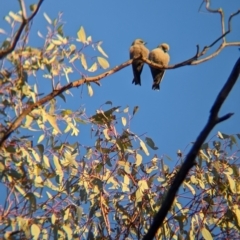 Artamus cyanopterus at Chiltern-Mt Pilot National Park - 25 Apr 2024