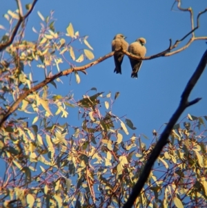 Artamus cyanopterus at Chiltern-Mt Pilot National Park - 25 Apr 2024