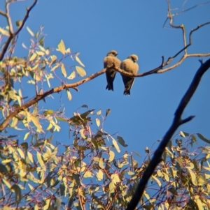 Artamus cyanopterus at Chiltern-Mt Pilot National Park - 25 Apr 2024