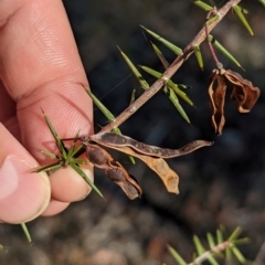 Acacia ulicifolia (Prickly Moses) at Chiltern-Mt Pilot National Park - 25 Apr 2024 by Darcy