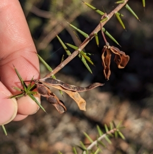 Acacia ulicifolia at Chiltern-Mt Pilot National Park - 25 Apr 2024