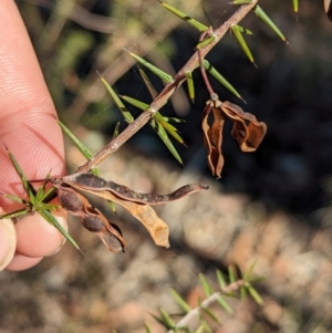 Acacia ulicifolia at Chiltern-Mt Pilot National Park - 25 Apr 2024