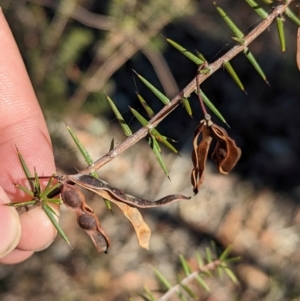 Acacia ulicifolia at Chiltern-Mt Pilot National Park - 25 Apr 2024