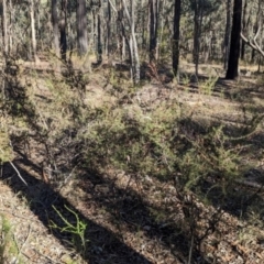 Acacia ulicifolia at Chiltern-Mt Pilot National Park - 25 Apr 2024