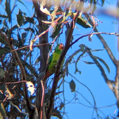 Lathamus discolor (Swift Parrot) at Chiltern-Mt Pilot National Park - 25 Apr 2024 by Darcy