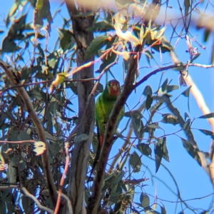 Lathamus discolor at Chiltern-Mt Pilot National Park - suppressed