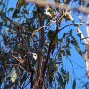 Lathamus discolor at Chiltern-Mt Pilot National Park - suppressed