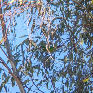 Lathamus discolor at Chiltern-Mt Pilot National Park - suppressed