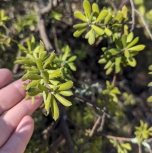 Persoonia rigida at Chiltern-Mt Pilot National Park - 25 Apr 2024 11:13 AM