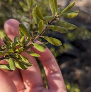 Persoonia rigida at Chiltern-Mt Pilot National Park - 25 Apr 2024 11:13 AM