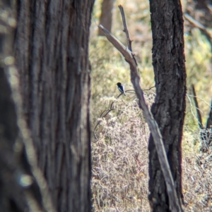 Petroica boodang at Chiltern-Mt Pilot National Park - 25 Apr 2024