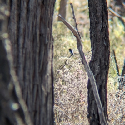 Petroica boodang (Scarlet Robin) at Indigo Valley, VIC - 25 Apr 2024 by Darcy