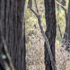 Petroica boodang at Chiltern-Mt Pilot National Park - 25 Apr 2024