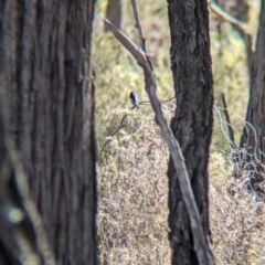 Petroica boodang at Chiltern-Mt Pilot National Park - suppressed