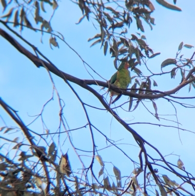 Lathamus discolor (Swift Parrot) at Chiltern-Mt Pilot National Park - 28 Apr 2024 by Darcy