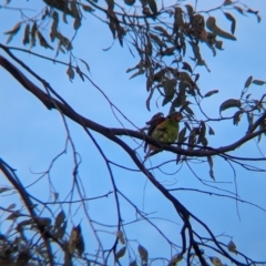 Lathamus discolor at Chiltern-Mt Pilot National Park - 28 Apr 2024