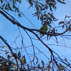 Lathamus discolor at Chiltern-Mt Pilot National Park - suppressed