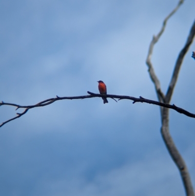 Petroica phoenicea (Flame Robin) at Chiltern-Mt Pilot National Park - 28 Apr 2024 by Darcy