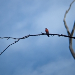 Petroica phoenicea at Chiltern-Mt Pilot National Park - 28 Apr 2024