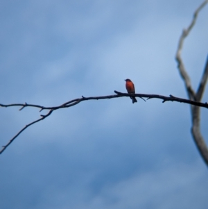 Petroica phoenicea at Chiltern-Mt Pilot National Park - suppressed