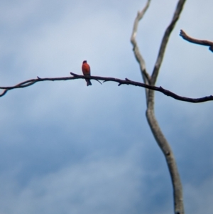 Petroica phoenicea at Chiltern-Mt Pilot National Park - suppressed