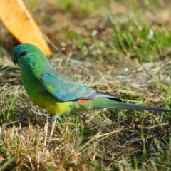 Psephotus haematonotus (Red-rumped Parrot) at Lawson, ACT - 25 Apr 2024 by TimL