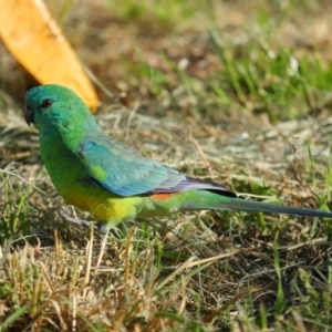 Psephotus haematonotus (Red-rumped Parrot) at Reservoir Hill, Lawson by TimL