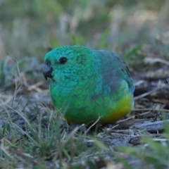 Psephotus haematonotus (Red-rumped Parrot) at Lawson, ACT - 25 Apr 2024 by TimL