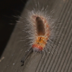 Orgyia anartoides at ANBG - 27 Apr 2024