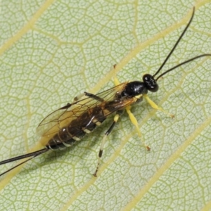 Sericopimpla sp. (genus) (Case Moth Larvae Parasite Wasp) at ANBG by TimL
