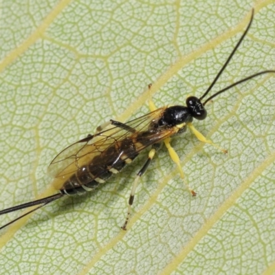 Sericopimpla sp. (genus) (Case Moth Larvae Parasite Wasp) at Acton, ACT - 27 Apr 2024 by TimL