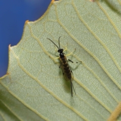 Sericopimpla sp. (genus) at ANBG - 27 Apr 2024