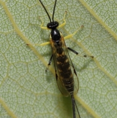 Sericopimpla sp. (genus) at ANBG - 27 Apr 2024